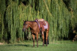 Bay,Blanket,Western,Pleasure,Appaloosa,Pony,Of,The,Americas,Horse