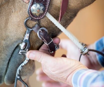 Correct horse bit fit in the mouth