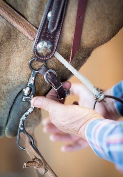 Correct horse bit fit in the mouth