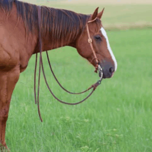 Horse standing quietly with a correctly fitted bit