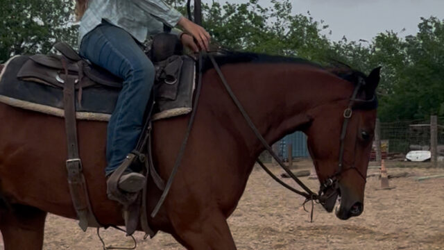 Horse reacting negatively to bit pressure